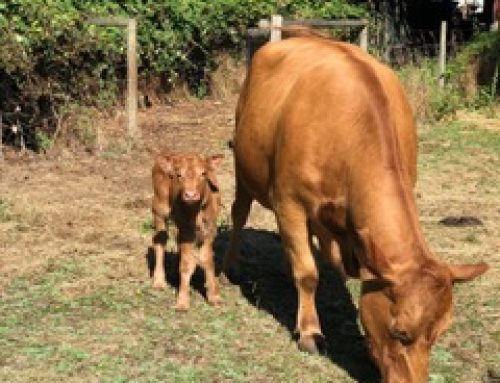 Rosie the Quarrystone House cow with calf Bourbon