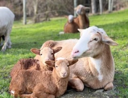 Salt Spring Island lambs and sheep at Quarrystone